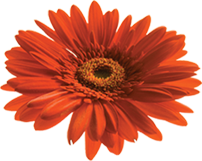 be flower