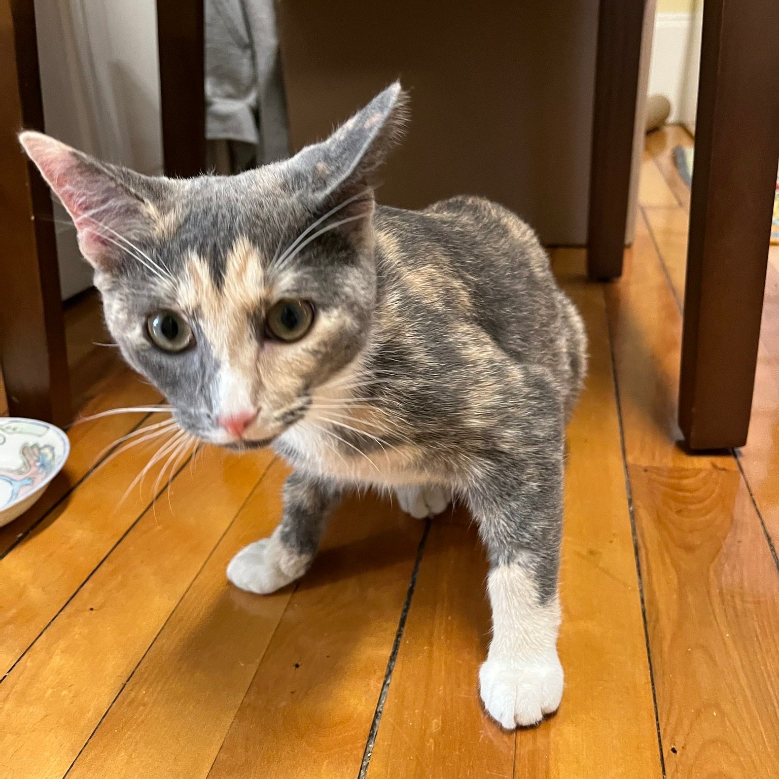 Briar Wren cat