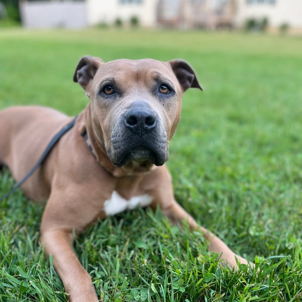 sweet mama dog