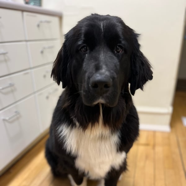 Big dog
