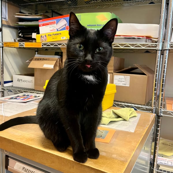 office cat
