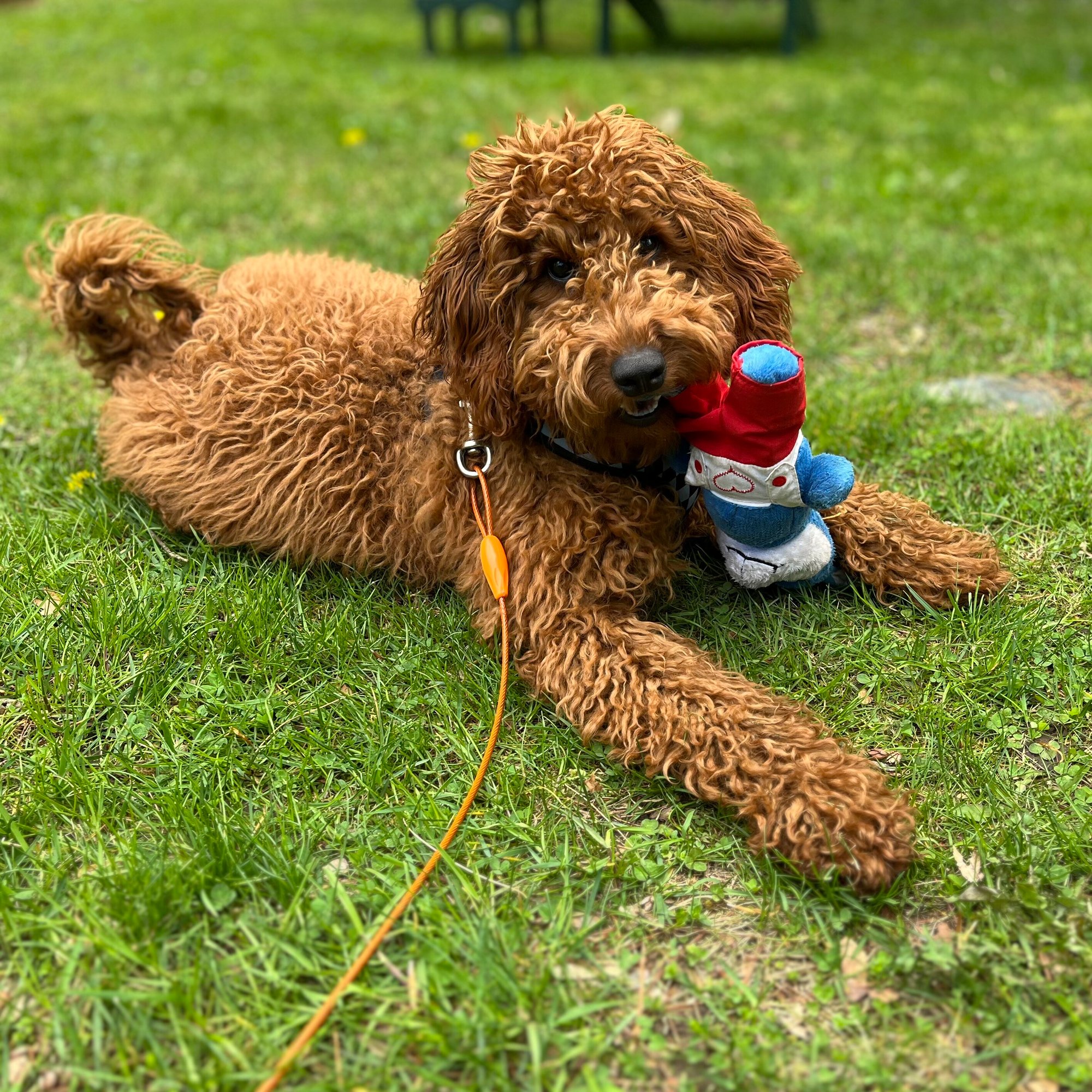 Milo dog
