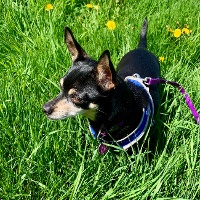 Chihuahua in the grass