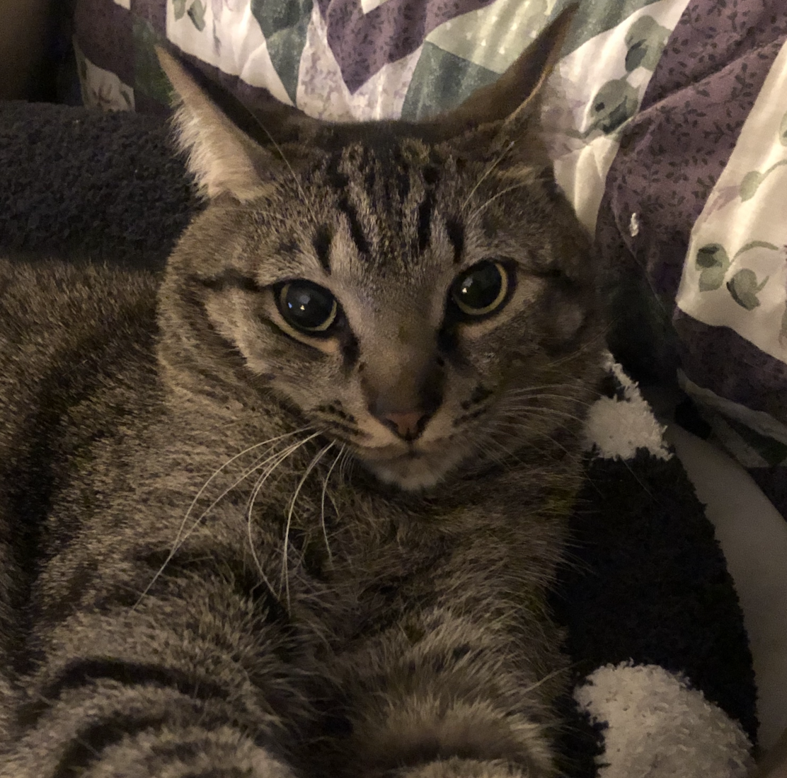 Screenshot 2026-04-08 at 3.17.58 PM