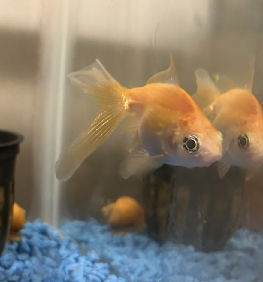 Orange Blossom the Goldfish and Marcel the Snail