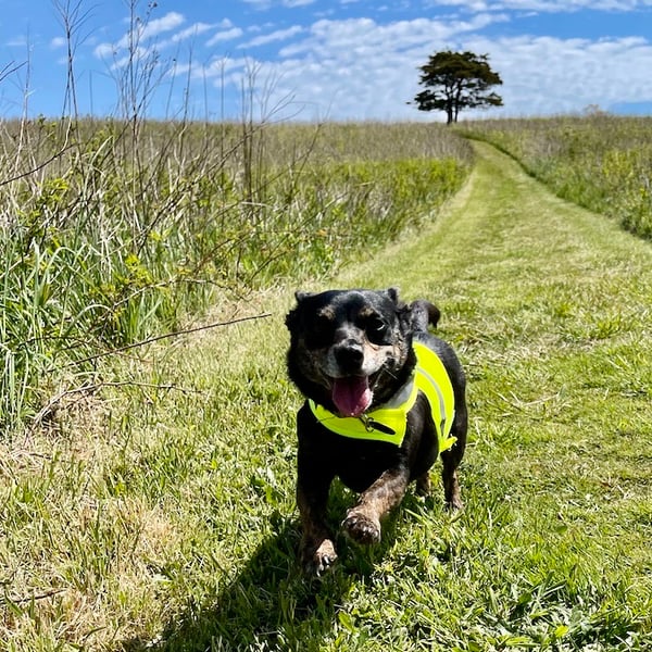 dachshund running
