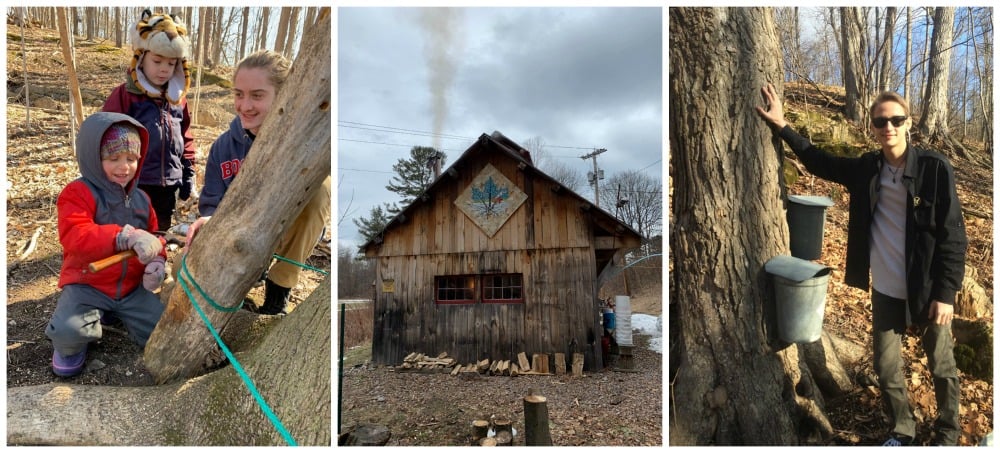 maplesugaring