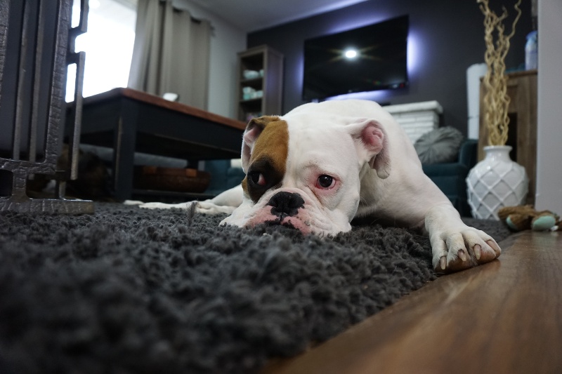 white-and-tan-english-bulldog-lying-on-black-rug-1