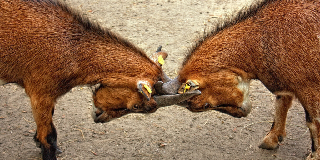 two goats butting heads